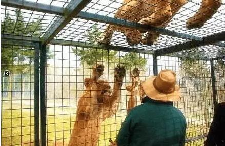 動(dòng)物園特制觀(guān)光車(chē)3