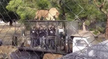 動(dòng)物園特制觀(guān)光車(chē)5