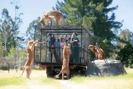 動(dòng)物園特制觀(guān)光車(chē)6